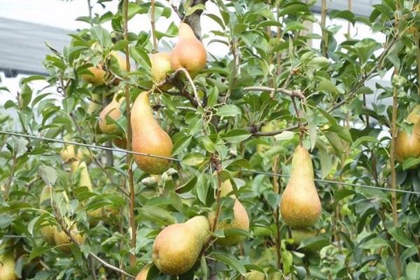 pear crowns