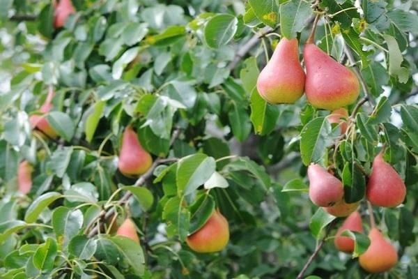 las frutas se vuelven rojas