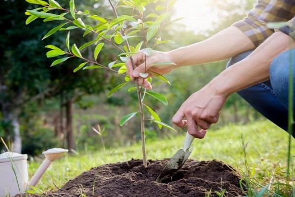 plantar una plántula