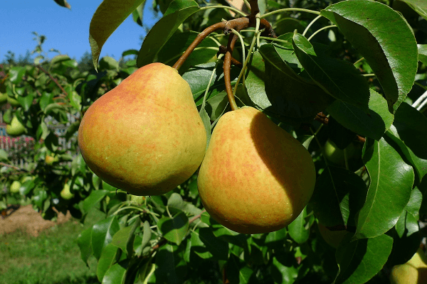 fruit on the tree