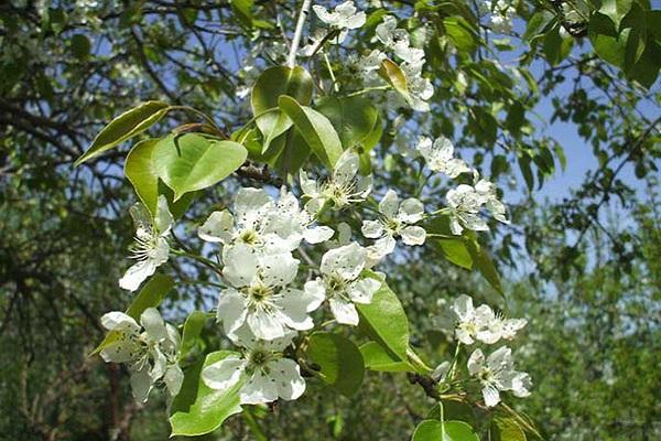 arbre fleuri