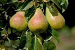 Description and characteristics of the cathedral pear variety, cultivation and pollinators