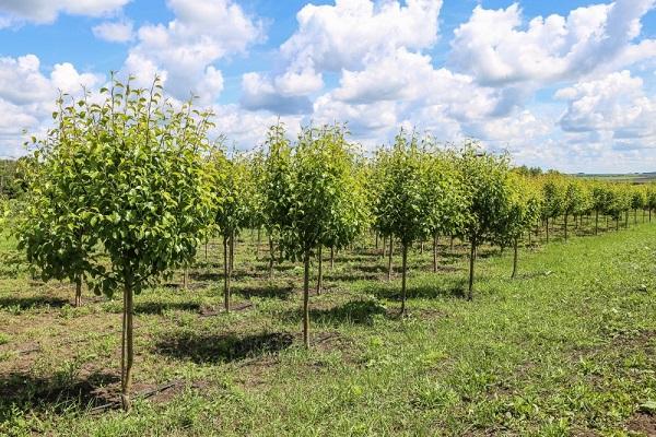 arboles de jardin