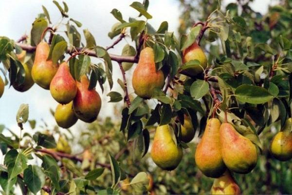 bombilla de luz en un árbol