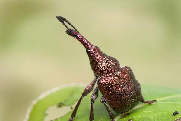 pear flower beetle