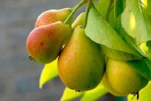 Description and characteristics of the pear variety Prosto Maria, cultivation and pollinators