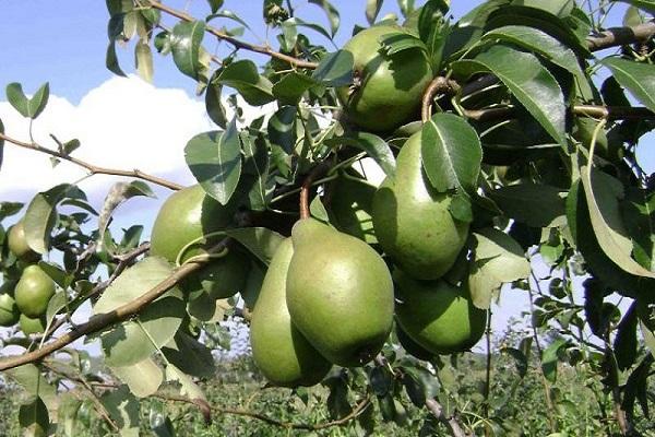 frutas verdes