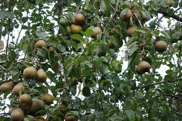 many fruits