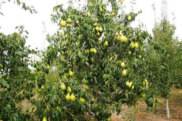 árbol de vitamina