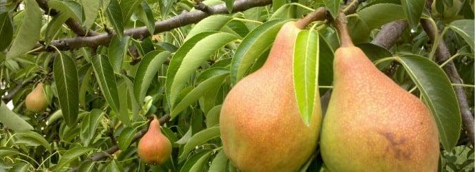 poire beauté russe