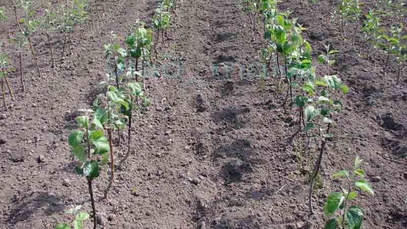 pear seedlings