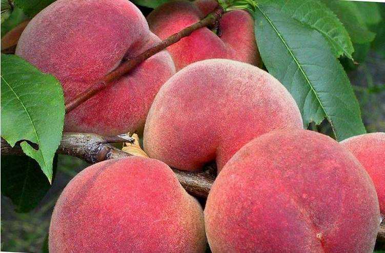 Stavropol berwarna merah jambu