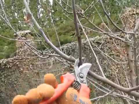 apple pruning