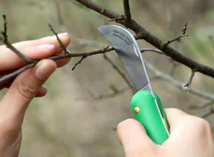 pruning sea buckthorn