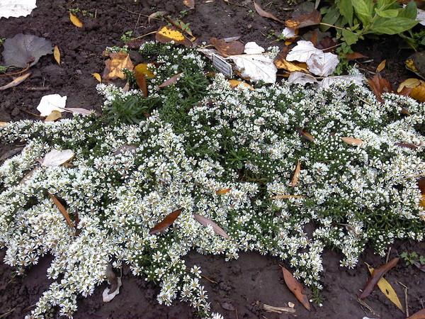 aster heather