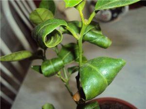 Why lemon leaves can curl and what to do