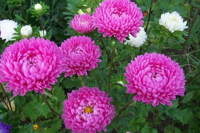 plantation et entretien des asters