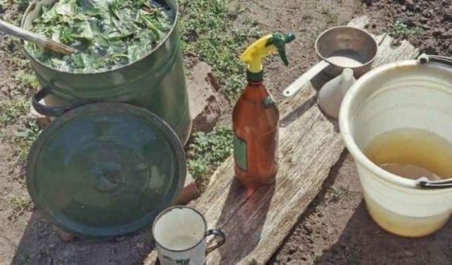 Infusion of leaves and tops of potatoes