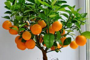 How to grow and care for tangerines at home