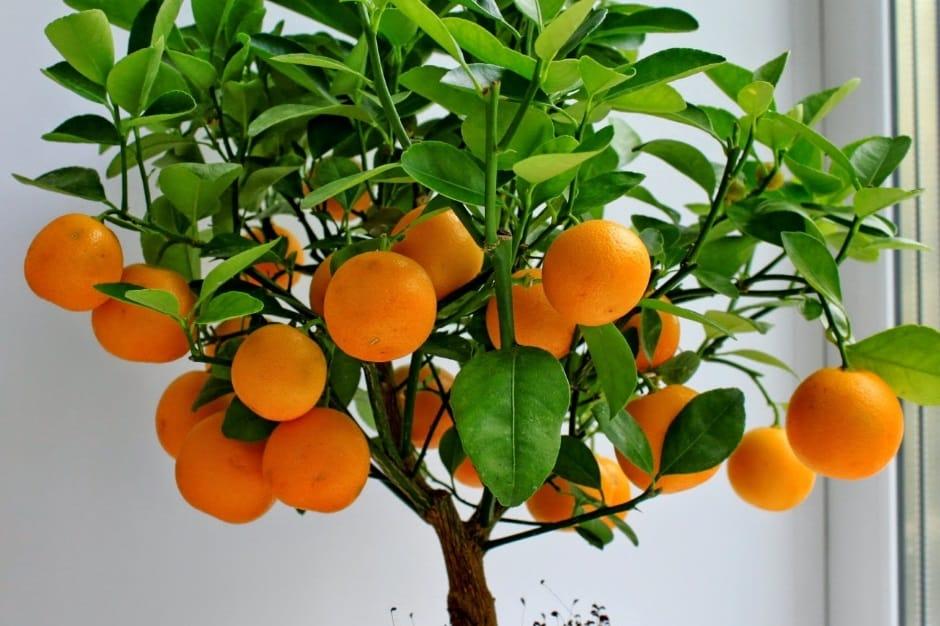 árbol de mandarina