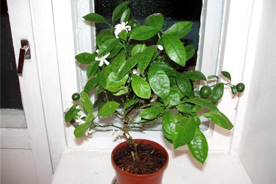 cultivando una naranja