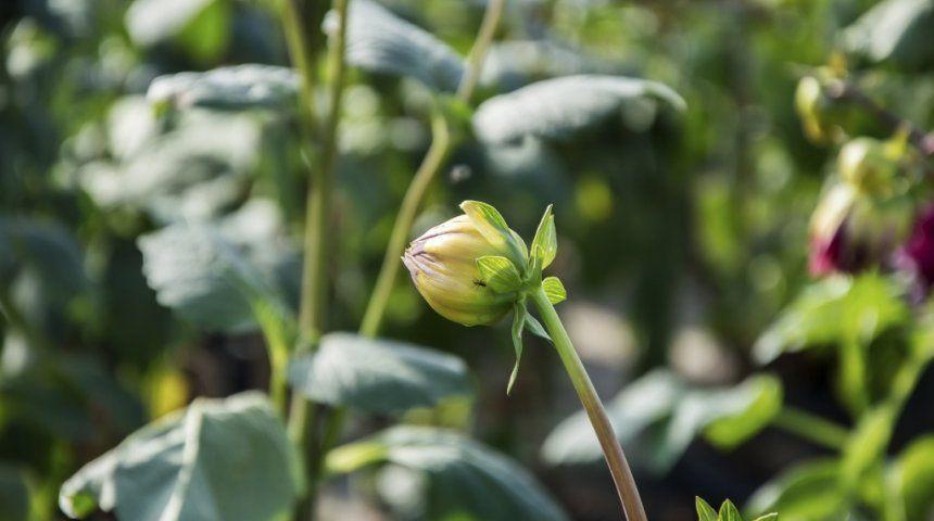 pourquoi le dahlia ne fleurit pas