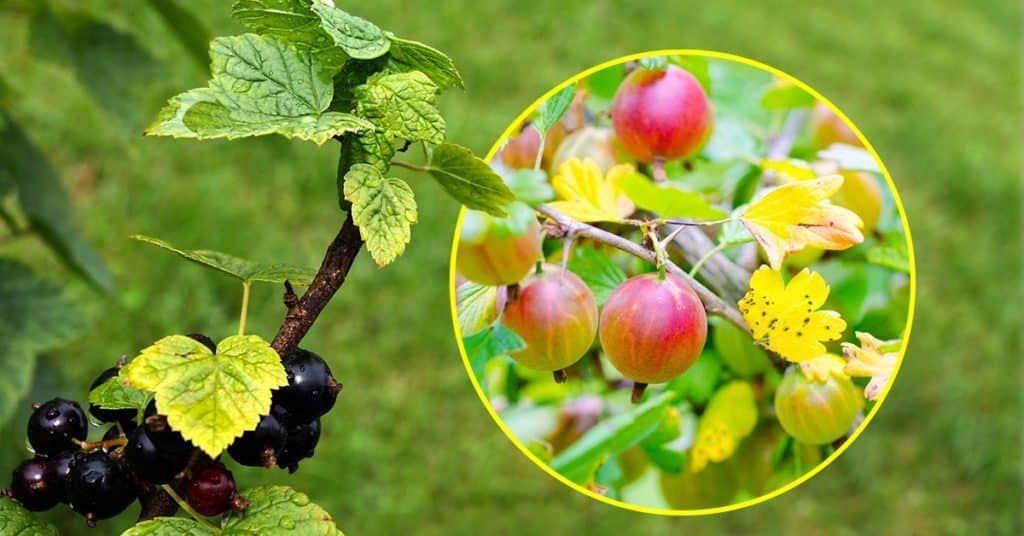 currant leaves turn yellow