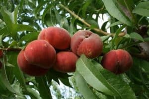 Description of varieties of fig peaches, useful properties and cultivation