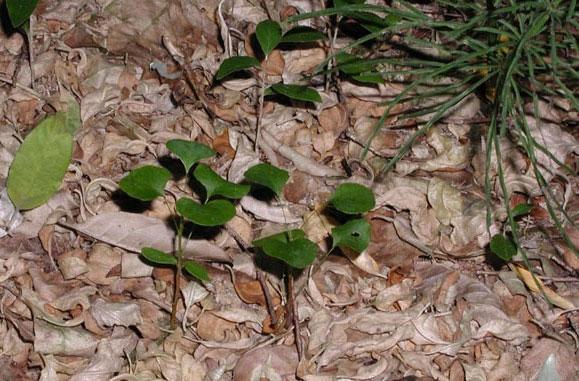 breeding barberry