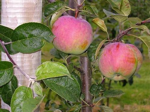 apple tree veteran