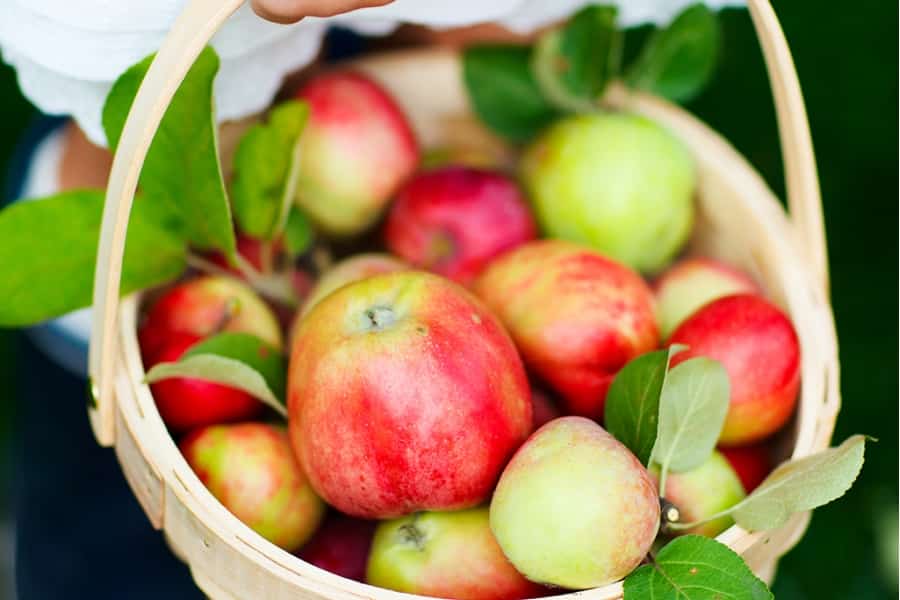 corneta de manzana