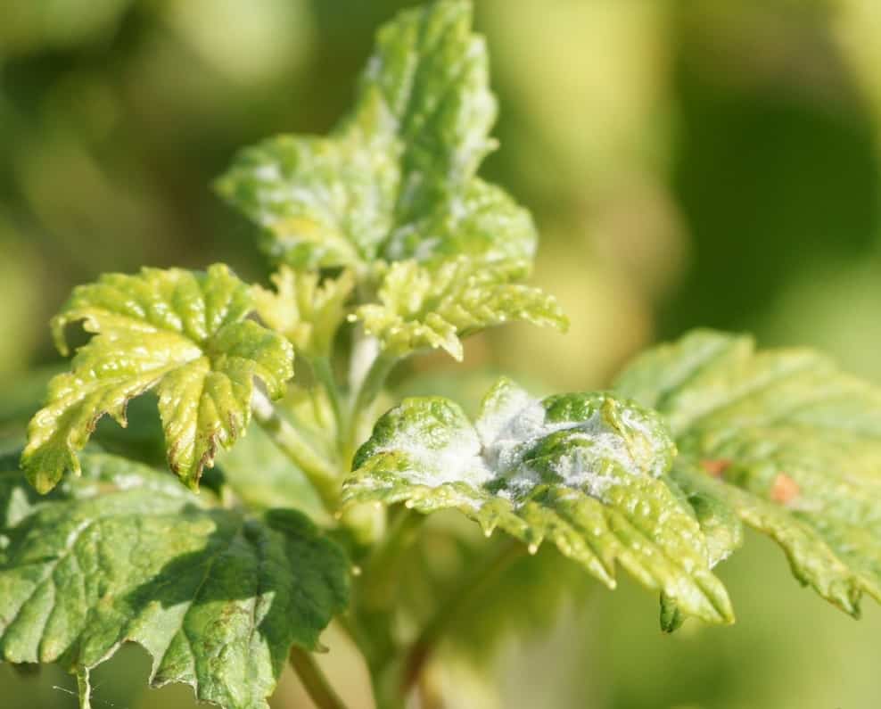 powdery mildew on currants