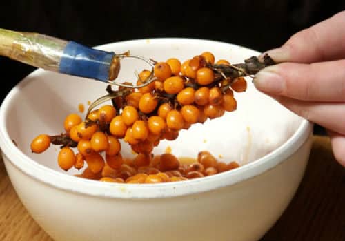 Ripe sea buckthorn