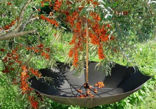 Ripe sea buckthorn