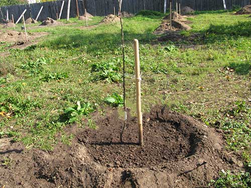 bolotovskoe apple tree