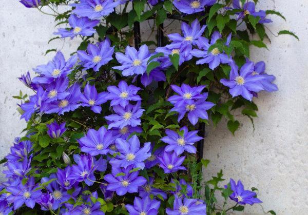 how to propagate clematis