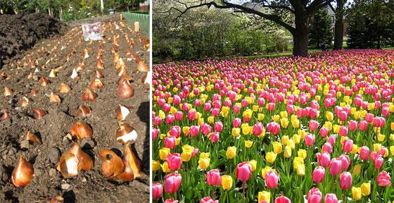 planter des tulipes