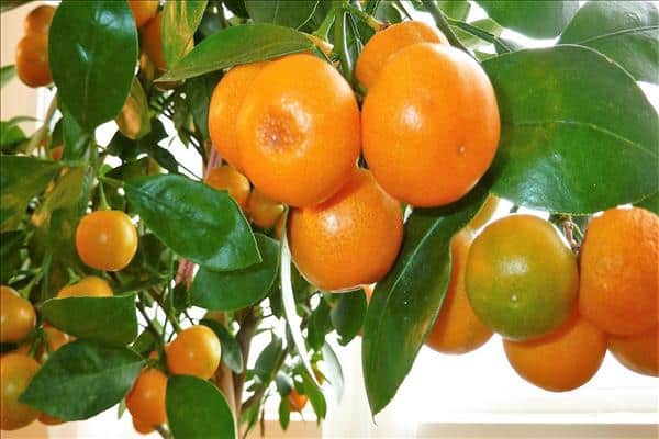 las hojas de mandarina se vuelven amarillas