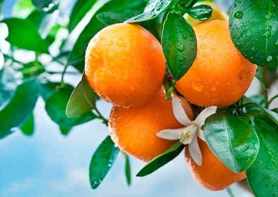 growing orange