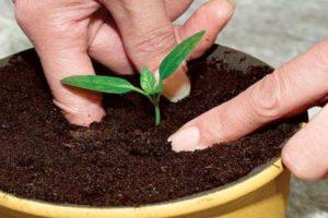 How can you grow a stone plum at home?