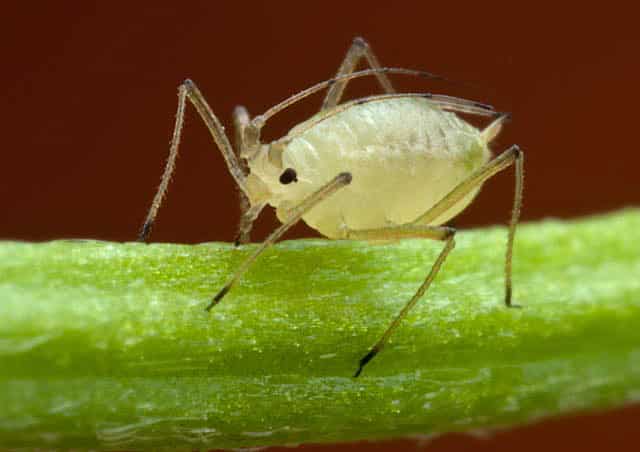 aphids on citrus