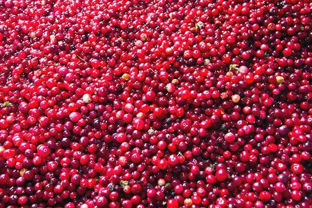 recogiendo arándanos rojos