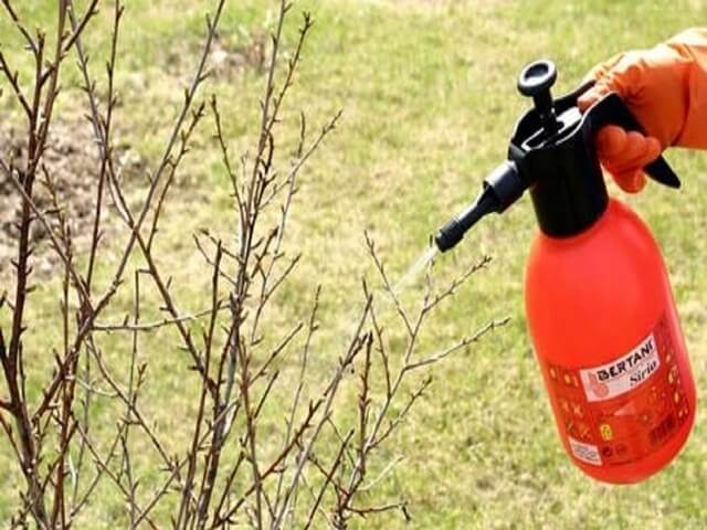 spraying currants