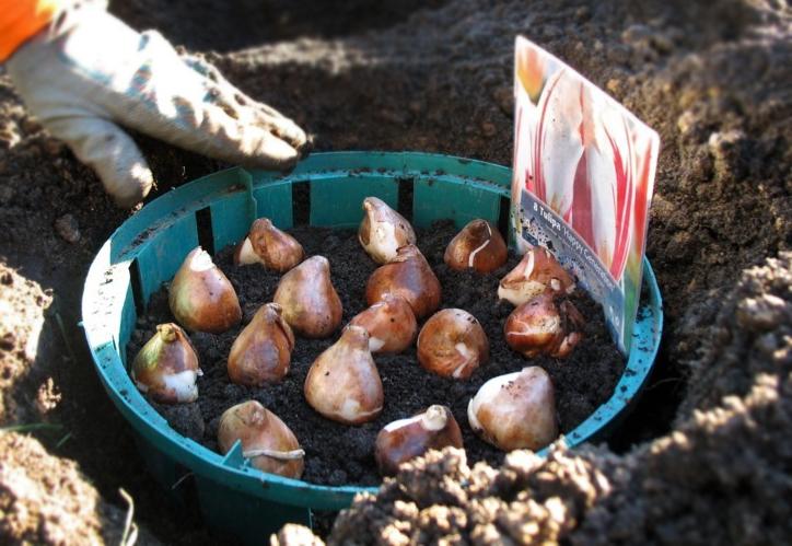 planting tulips