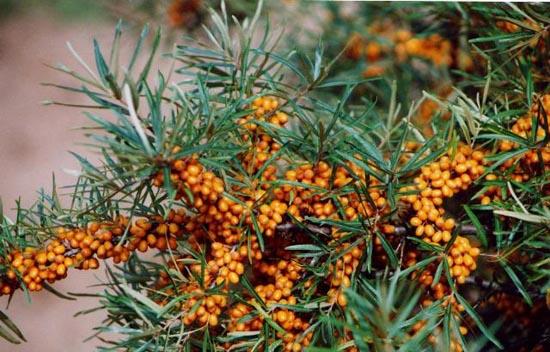 Ripe sea buckthorn