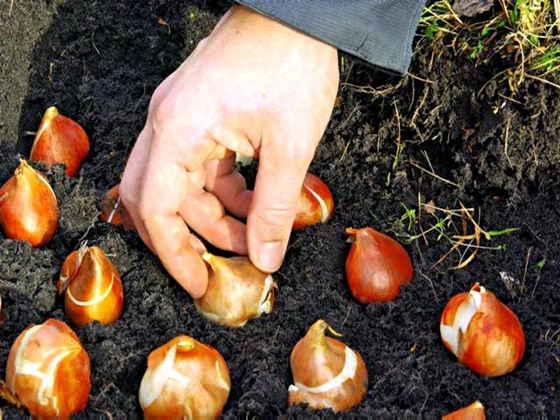 planting tulips