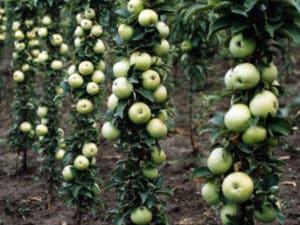 Descripción y características de la variedad de manzana columnar Malukha, plantación y cuidado.