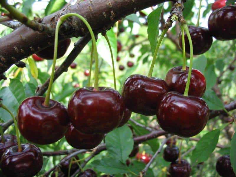 Zagorievskaya cherry