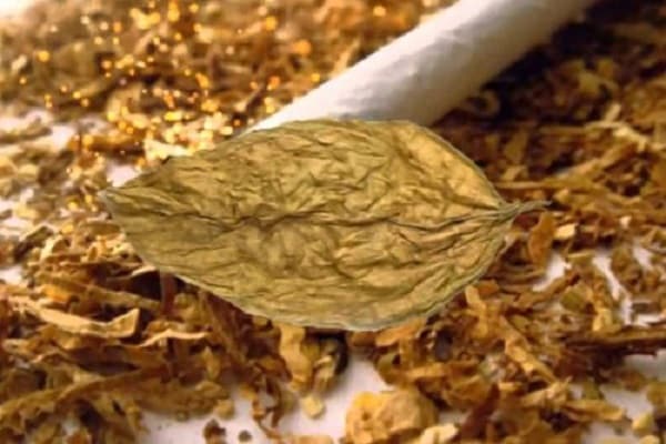 Infusión de tabaco