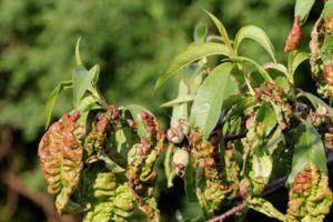 How to cure a peach from curliness, methods of control and prevention of the disease